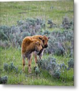 Bison Calfs Yellowstone National Park Metal Print