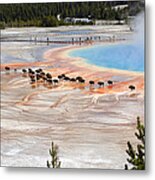 Bison Crossing Edge Of Grand Prismatic Spring In Yellowstone National Park Metal Print
