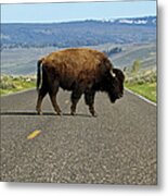 Bison Crossing Road Metal Print