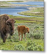 Bison Family Metal Print