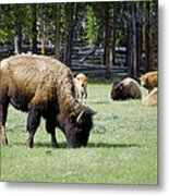 Bison Grazing In Yellowstone National Park Metal Print