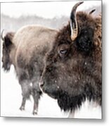 Bison In Winter Metal Print