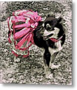 Black And Tan Chihuahua - Little Pink Tutu Metal Print