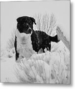 Black And White In The Snow Metal Print