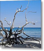 Black And White On Blue Metal Print