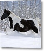 Black And White Paint Horse In Snow Metal Print