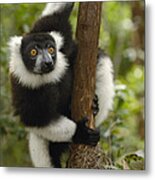 Black And White Ruffed Lemur Madagascar Metal Print