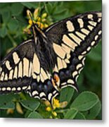 Black And Yellow Butterfly Metal Print