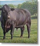 Black Angus Bull 2 Metal Print