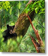 Black Bear Cub In Tree  - Artistic Metal Print