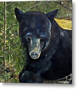 Bear Painting - Scruffy - Profile Cropped Metal Print
