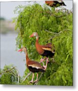 Black-bellied Whistling Duck Metal Print