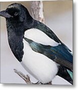 Black-billed Magpie Metal Print