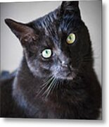 Black Cat Portrait Metal Print