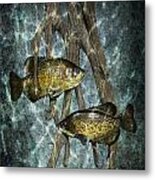 Black Crappies A Fish Image No 0143 Blue Version Metal Print