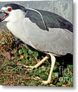 Black-crowned Night-heron Eating A Fish Metal Print