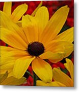 Black Eyed Susan In Red Bed Metal Print