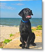 Black Lab Puppy Metal Print