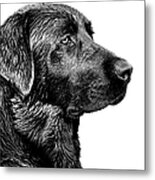 Black Labrador Retriever Dog Monochrome Metal Print