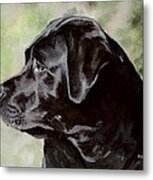Black Labrador Retriever - Ollie Metal Print