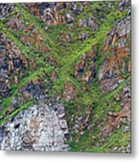 Black Legged Kittiwake Cliffs In The Metal Print