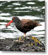 Black Oystercatcher With Crab Metal Print