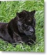 Black Panther Metal Print