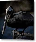 Black Pelican Metal Print