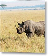 Black Rhinoceros In Savannah Grassland Metal Print