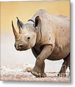Black Rhinoceros Metal Print