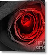 Black Rose Metal Print