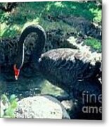 Black Swan Metal Print