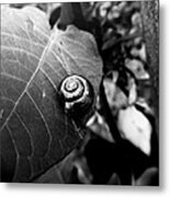 Black Swirl Metal Print