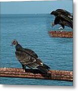 Black Vulture Metal Print