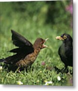 Blackbird Feeding Young Metal Print