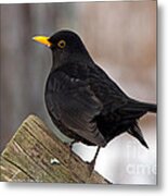 Blackbird Metal Print