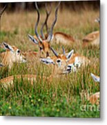 Blackbuck Young Males And Females In The Grass Metal Print