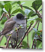 Blackcap Metal Print