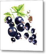 Blackcurrant Berries Metal Print