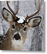 Blacktail Buck In Snow Metal Print