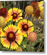 Blanket Flowers Metal Print