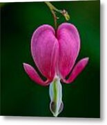 Bleeding Heart Metal Print