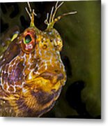 Blenny In Deep Thought Metal Print