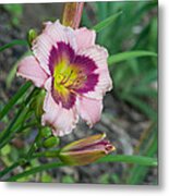 Blood Throated Lily 1 Metal Print