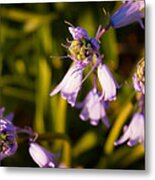 Blooming Bluebells Metal Print