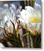 Blooming Cacti Metal Print