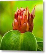 Blooming In The Spring Metal Print