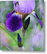 Blooming Iris - Caprice Metal Print