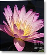 Blooming With Beauty Metal Print