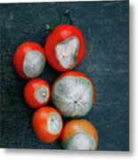 Blossom End Rot On Tomatoes Metal Print